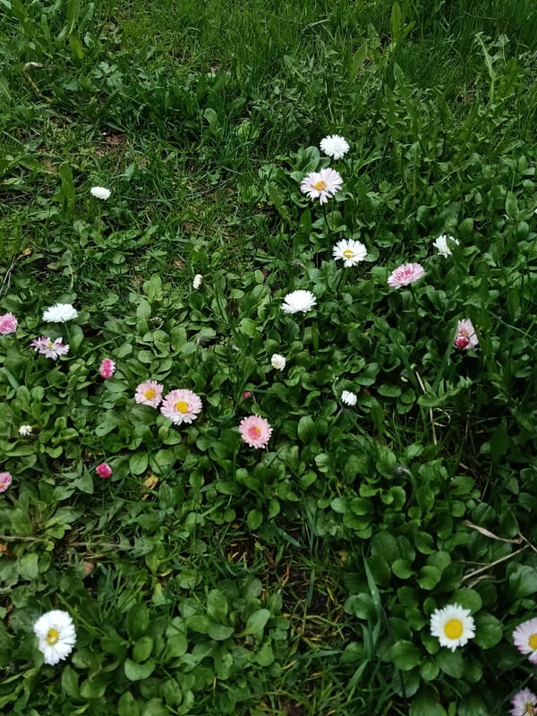 Spring blooms documented across rural Russian village Красный Маяк