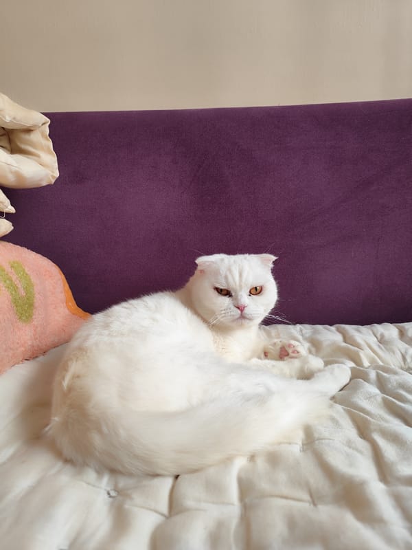 Street cats and residential scenes captured in Sarıyer, Turkey