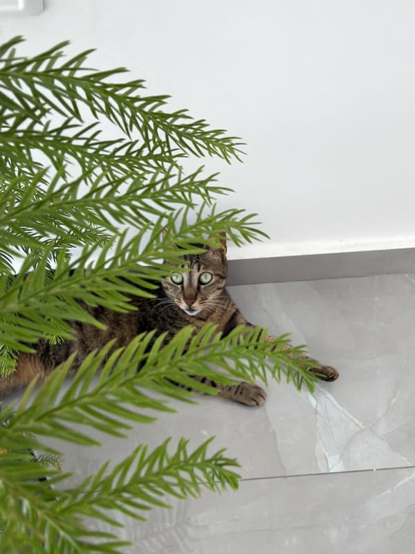 Morning moments: Cat among plants, coffee with latte art in Bat Yam