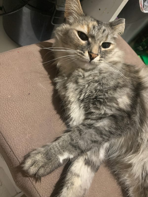 Grey tabby cat rests on furniture in Izhevsk