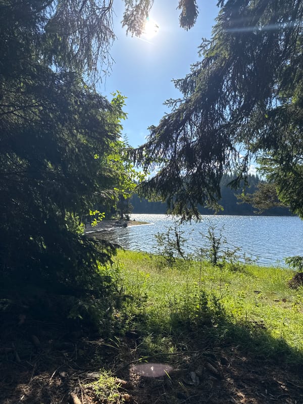 Sarnitsa Reservoir on a clear summer afternoon, framed by pines