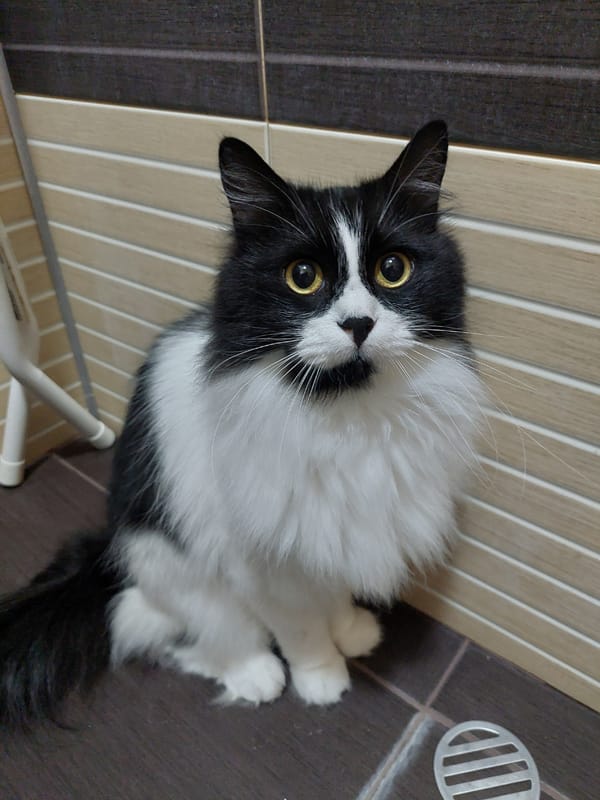 Cat with golden eyes spotted resting in Plovdiv