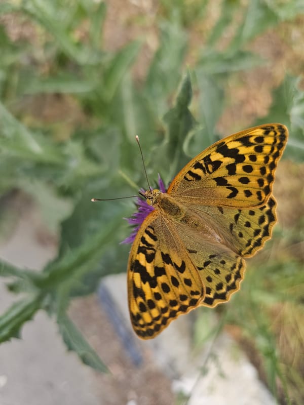 Butterflies on thistle blooms and quiet indoor moments in Skadovsk