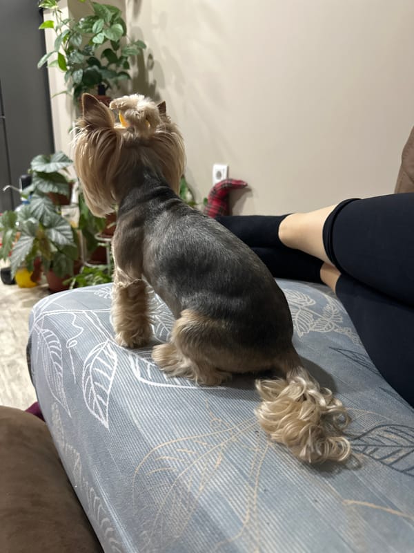 Quiet domestic moments with Yorkshire Terrier documented in Lehchevo