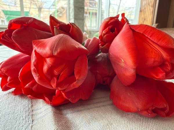 Red tulips photographed in decorative arrangement in Sopot, Bulgaria