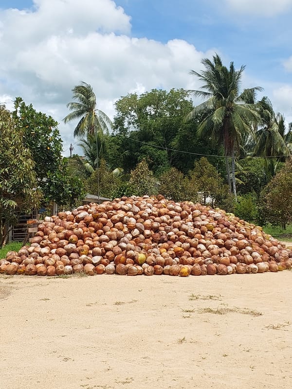 Coconut pile on sandy ground, Baan Tai, Thailand