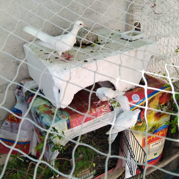 Backyard animals and birds documented in Lassan, Pakistan