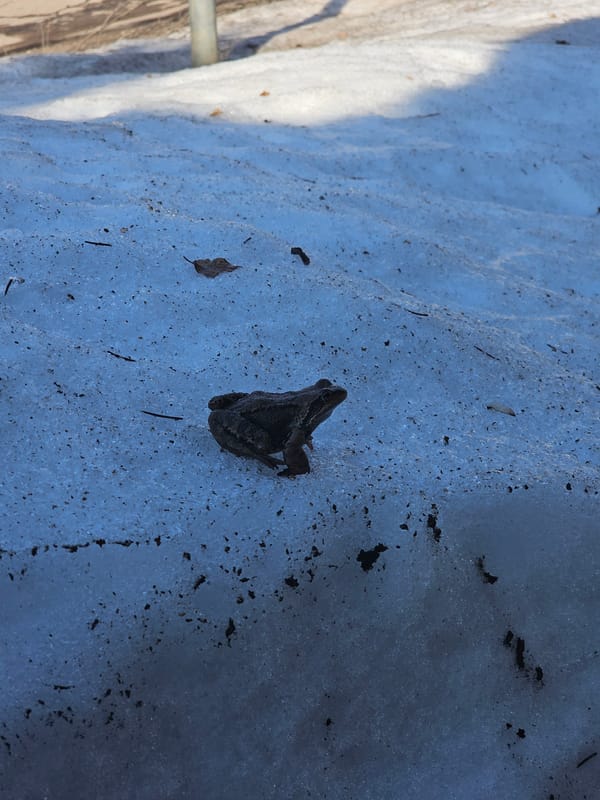 Spring awakening: frog spotted amid melting snow in Russian garden
