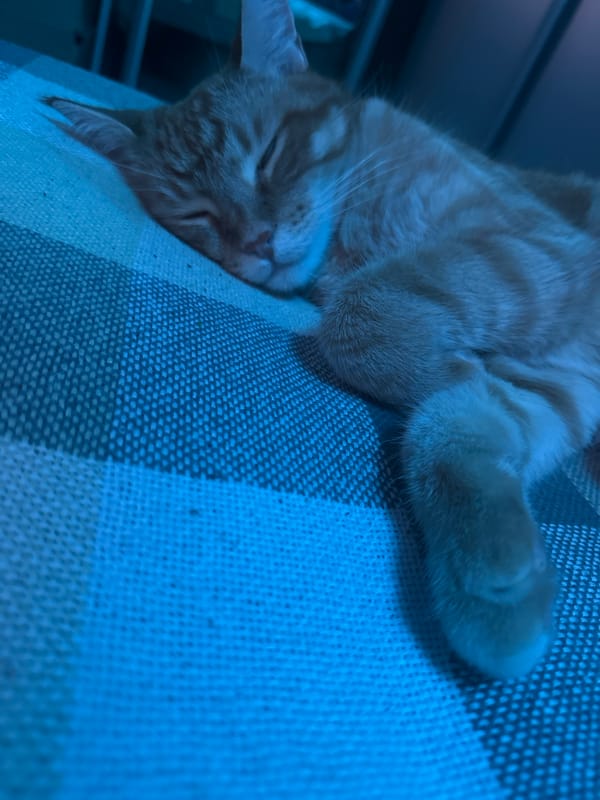 Orange tabby cat napping on checkered blanket in Omsk