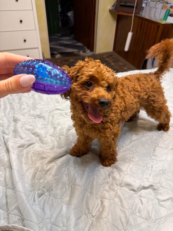 Toy poodle plays with chew toy on a bed in Sofia