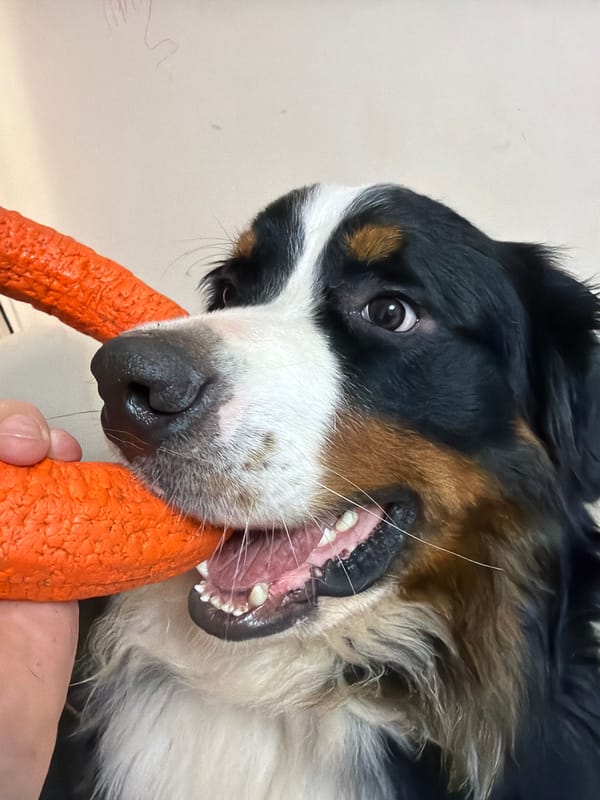 Bernese Mountain Dog plays with orange ring toy indoors