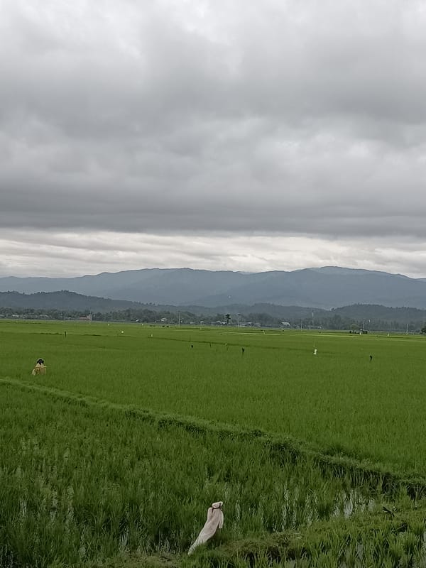 Overcast skies over green rice paddies in Kampung Jumpa