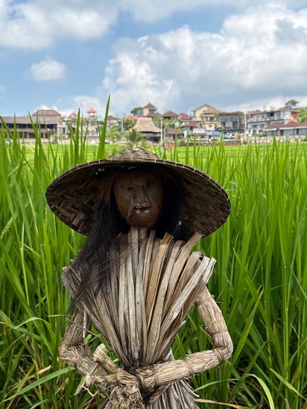 Morning walk through Penebel rice paddies with traditional scarecrow