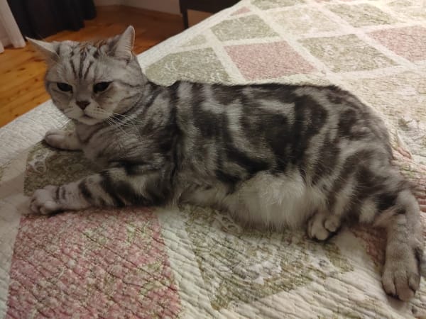 Silver tabby cat spotted lounging in Russian home