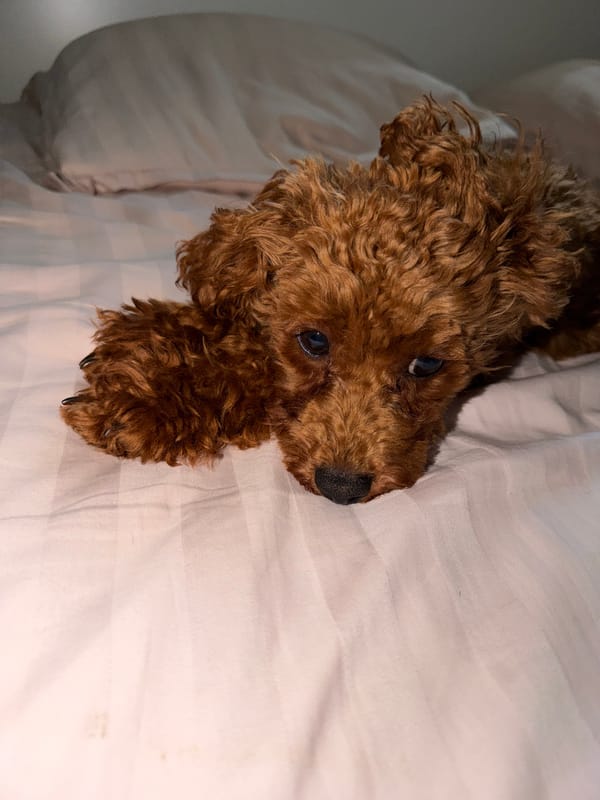 Toy poodle plays and lounges around a Sofia apartment