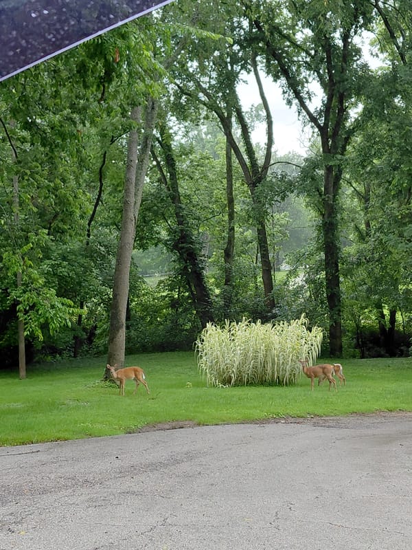 Deer and fawn spotted grazing near Frankfort neighborhood