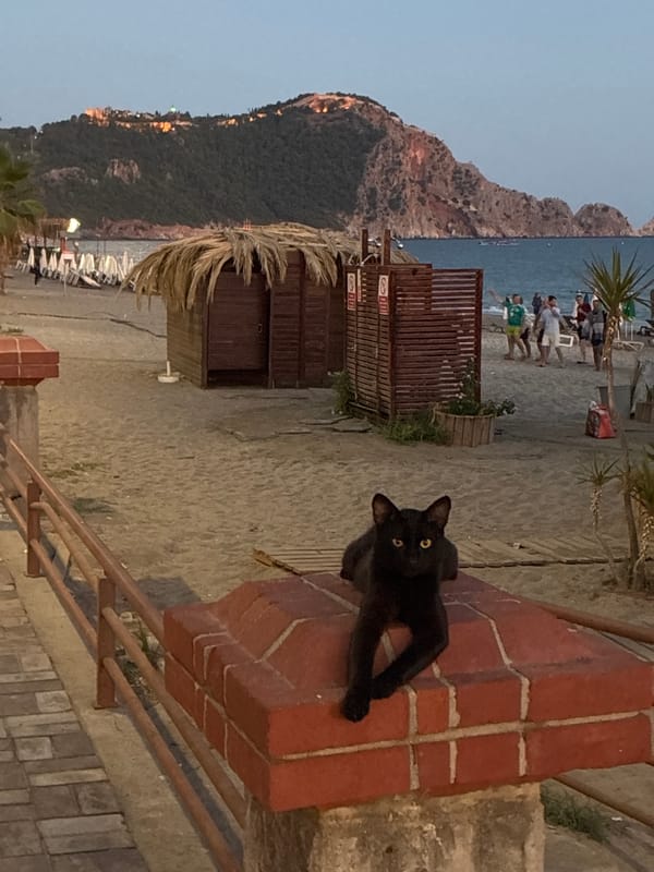 Black cat on a brick ledge, Alanya beach at dusk