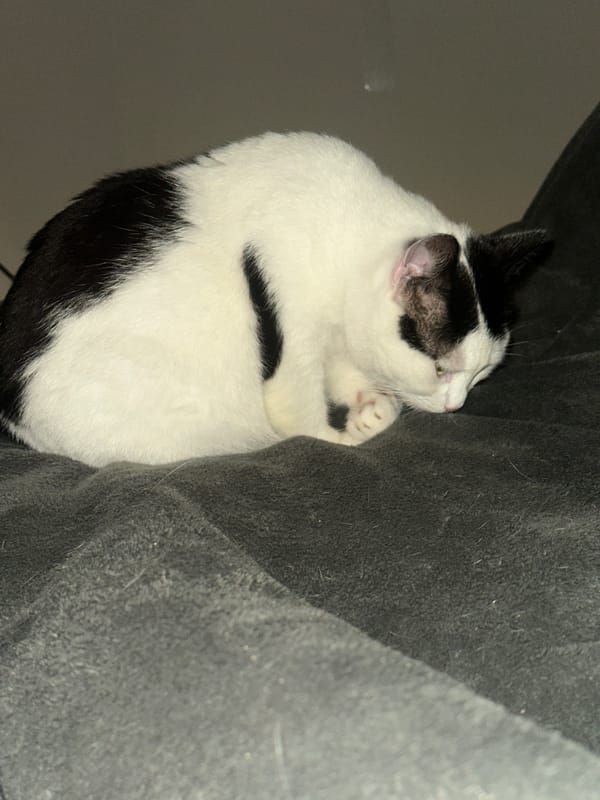 Cat sleeps peacefully in Pisochyn, Ukraine