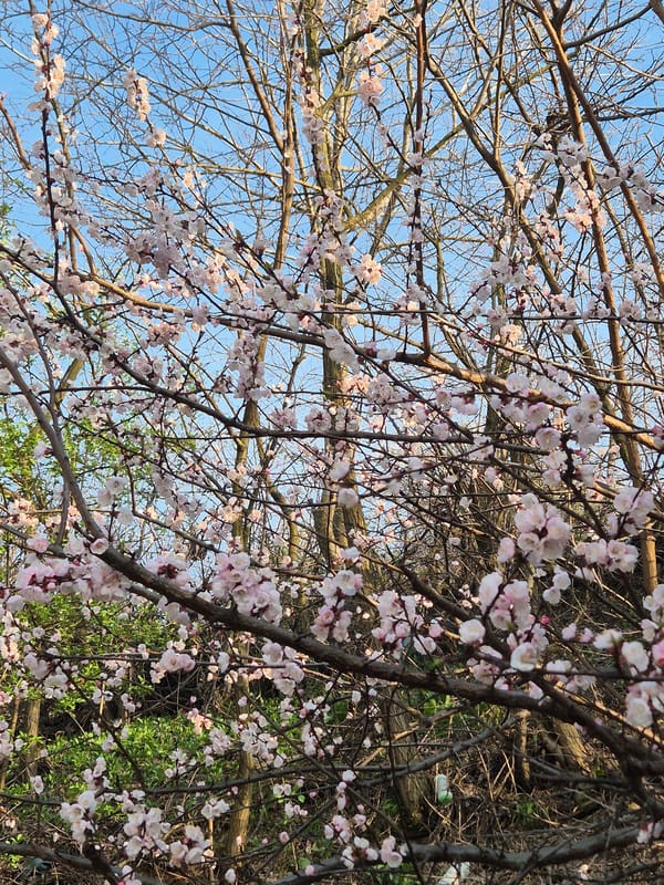 Spring afternoon moments captured in Tutrakan, Bulgaria