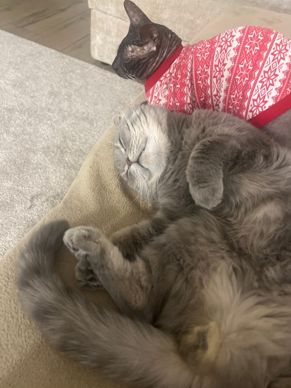 Two cats rest together in Votkinsk home
