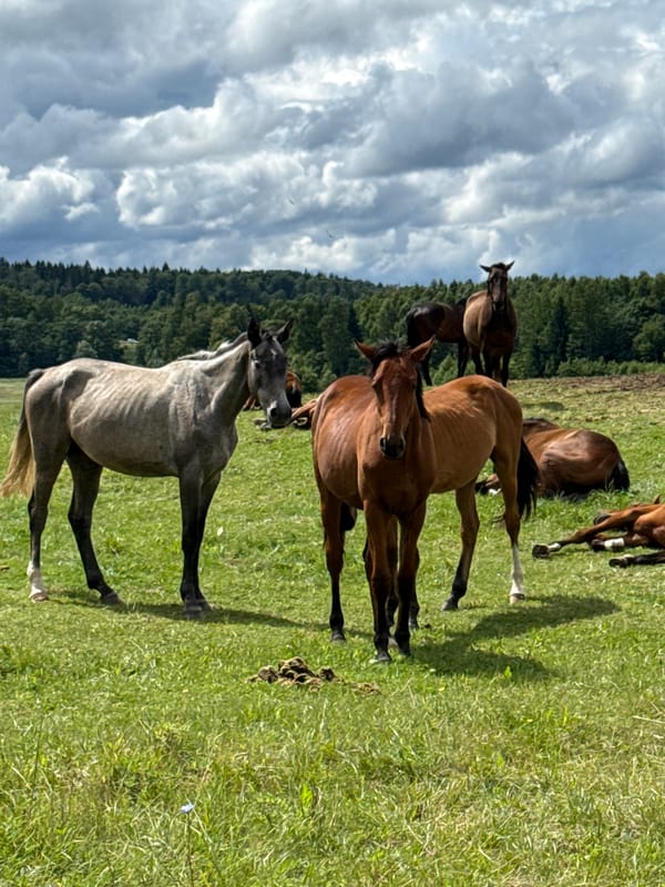 Horses grazing and resting in a Lithuanian pasture