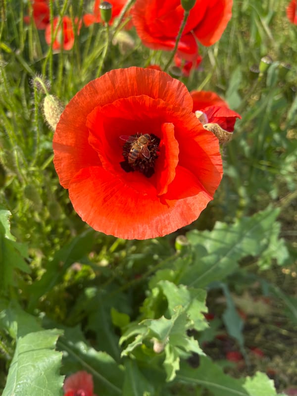 Red poppy field blooms captured across Russian countryside
