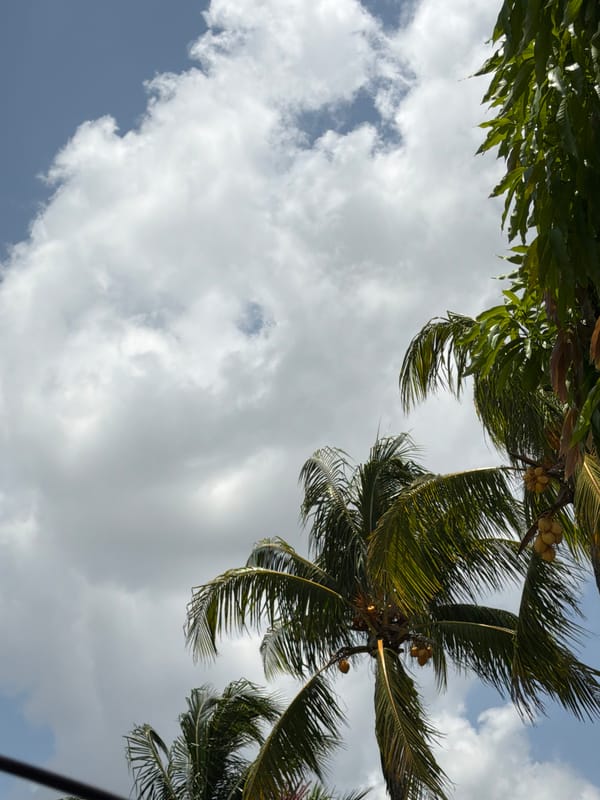 Iguanas and palms in a Miami afternoon