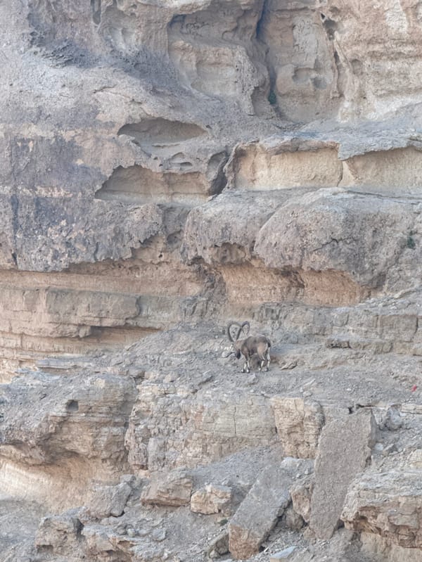 Tourists photograph Ramon Crater desert views, wildlife spotted