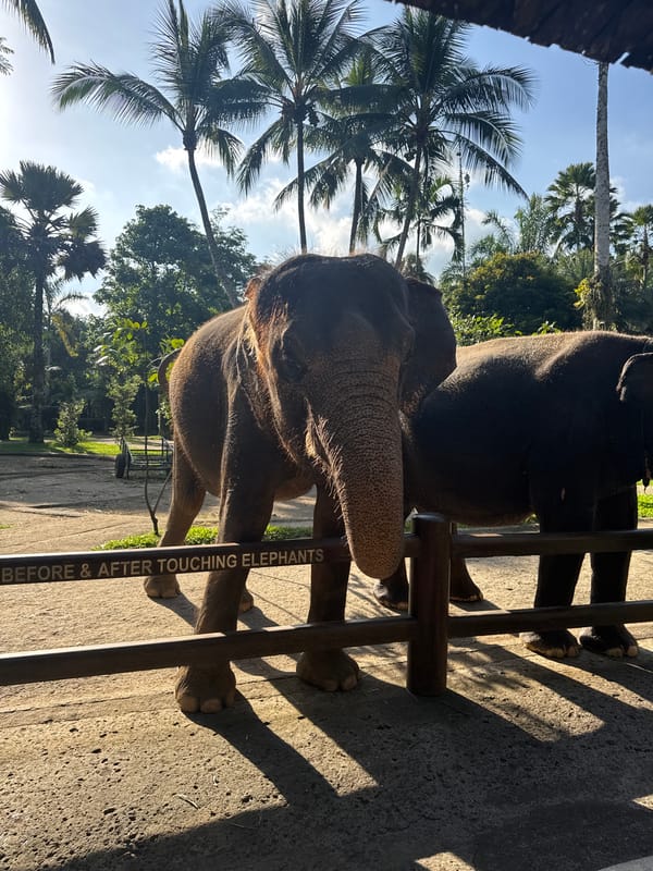 Tourist elephant interactions documented at Tegallalang facility