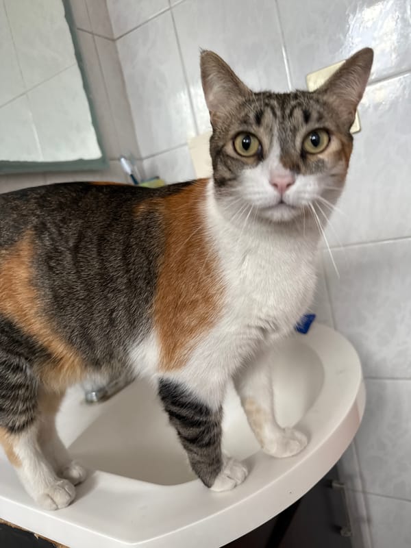 Domestic life documented in Puebla featuring cats and household scenes