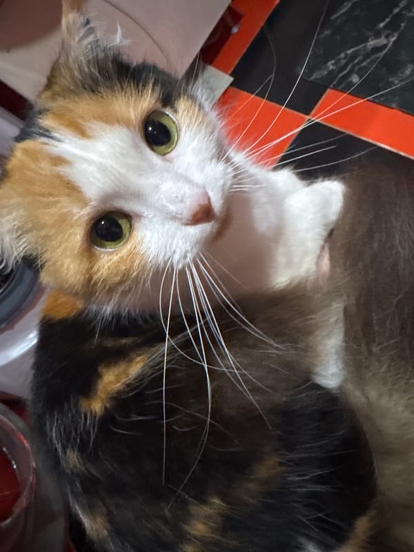 Quiet morning routine with cats and breakfast in Sochi