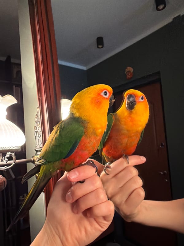 Sun Conures hanging out up close, indoors