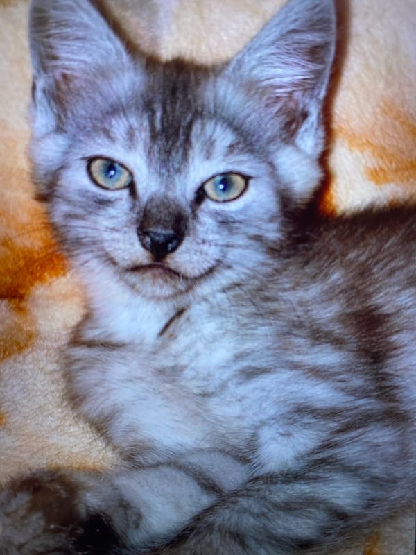 Cats, plush toys, and everyday snapshots from Luh, Ukraine