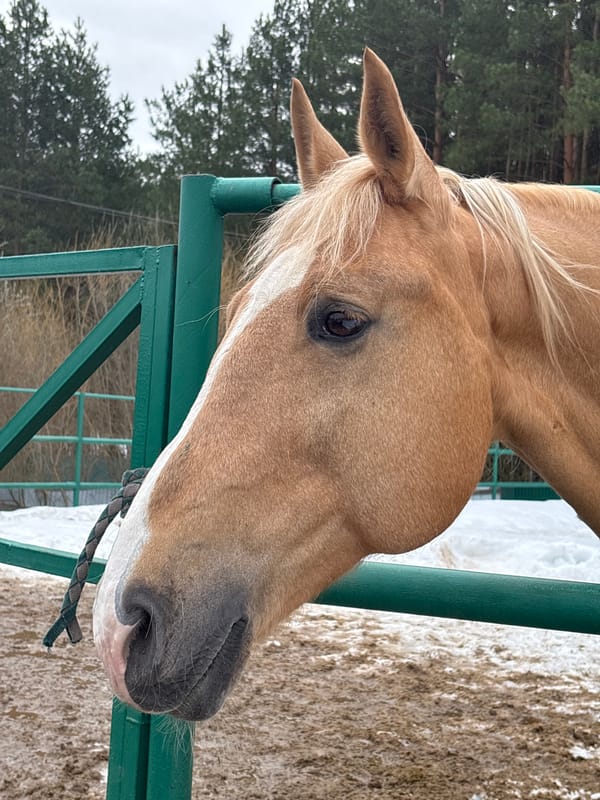 Horses observed at fences in rural Russia morning scene