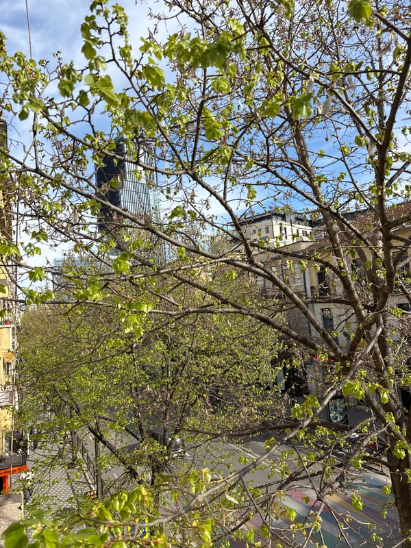 Spring foliage observed on urban street amid cloudy skies