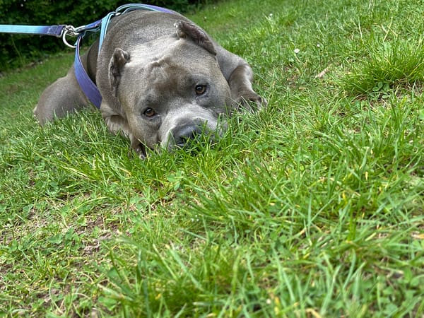 Gray dog rests on grass in Heinebach, Germany