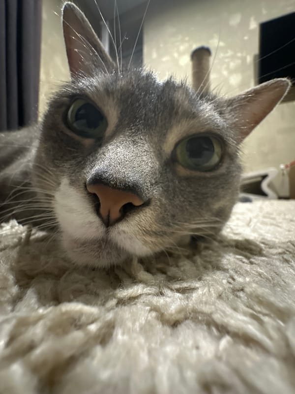 Tabby cat's afternoon documented in 24 captured memories