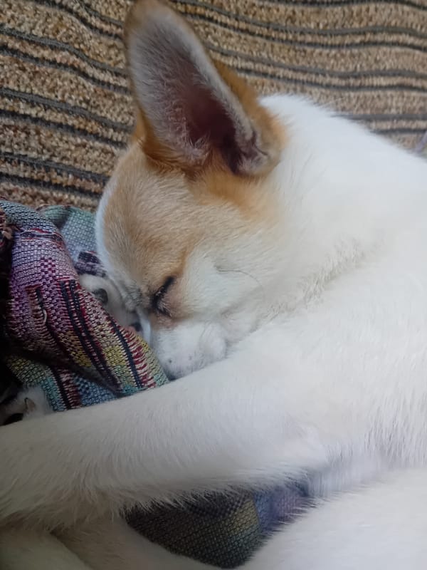 Quiet afternoon indoors in Chuhuiv, everyday objects and a sleeping dog