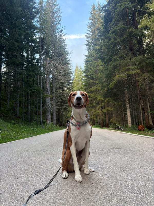 Quiet afternoon moments with dog documented in Pitomine, Montenegro
