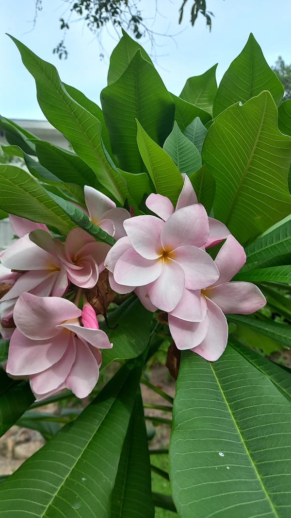 Tropical garden florals up close in Ko Pha-ngan