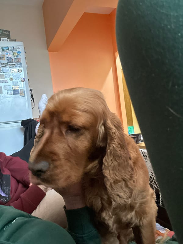 Cocker spaniel photographed at home in Sofia