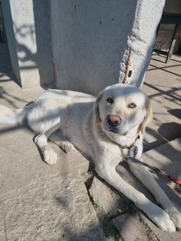 Dog rests and pants in outdoor area in Galabovtsi, Bulgaria