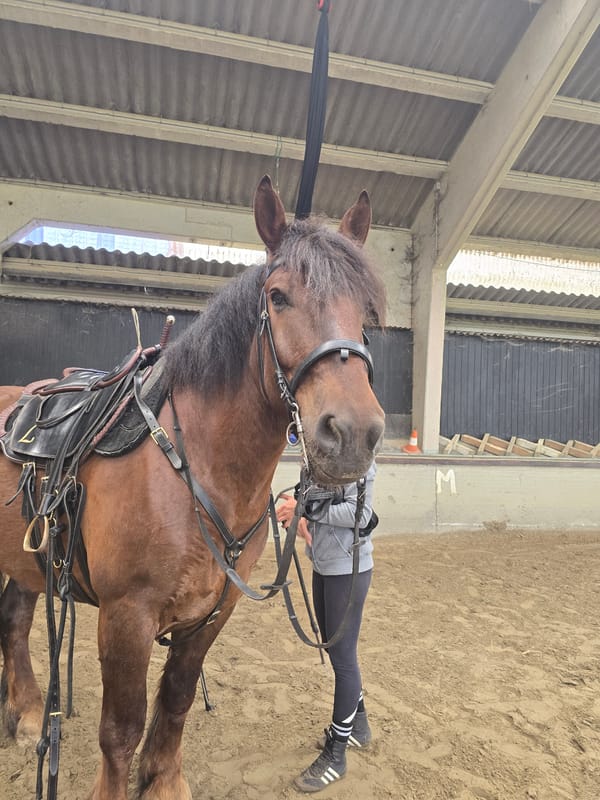 Horse and rider training session at Estaimpuis equestrian arena