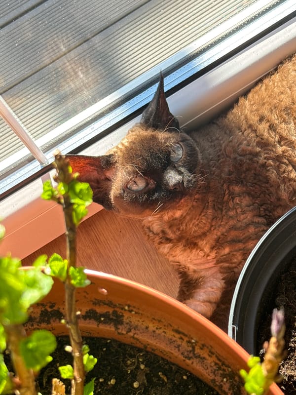 Woman takes mirror selfies, pets relax indoors in Latvia