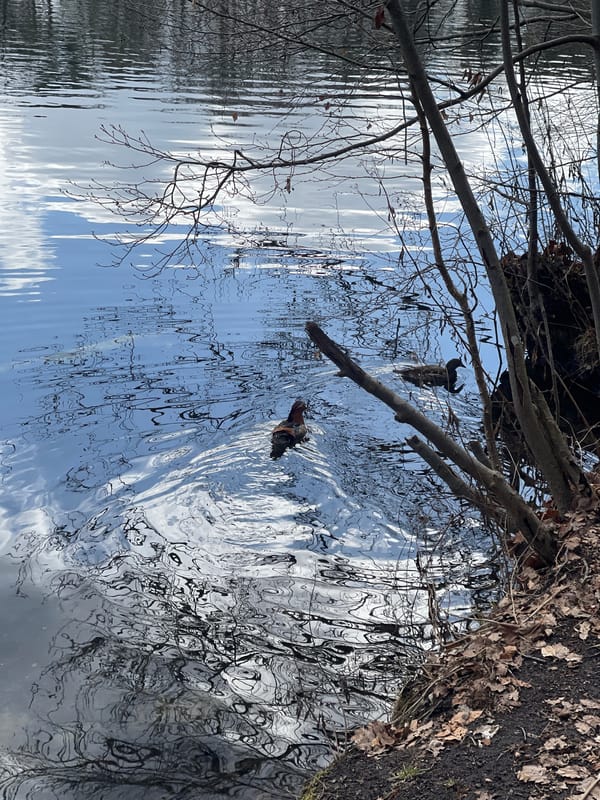 Mallard ducks forage and swim at Berlin lake
