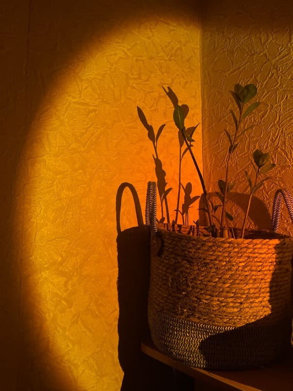 Evening scenes from Kyiv: indoor plants and nighttime street traffic