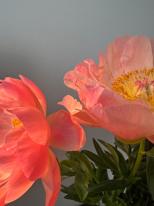 Peony flowers photographed in spring bloom in Espoo, Finland