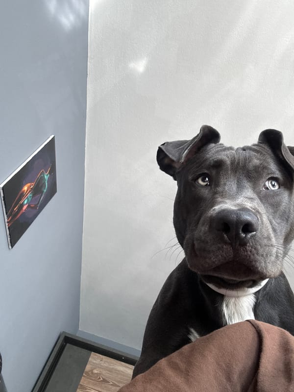 Gray pit bull dog photographed in morning Varna encounter
