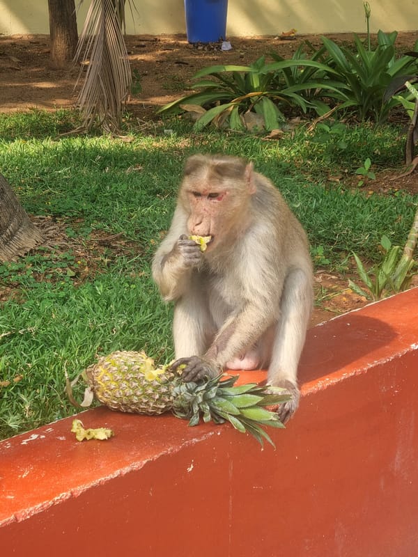 Monkey enjoys pineapple snack in Puttaparthi park