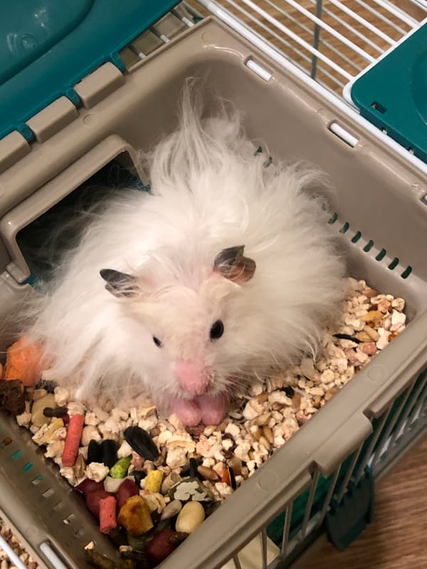 Hamster at home, Solikamsk streets in the background